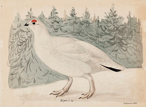 Willow Ptarmigan, 1835, Magnus von Wright