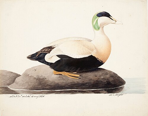 Common Eider, Male, 1828, Magnus von Wright