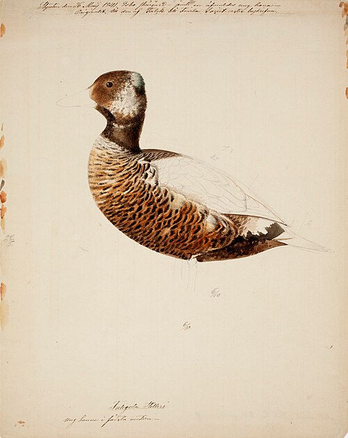 Steller's Eider, Young Male ; unfinished, , Magnus von Wright