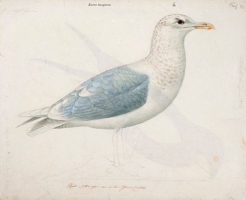 Iceland Gull, 1838, Magnus von Wright