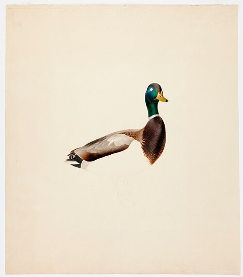 Mallard ; unfinished, , Magnus von Wright
