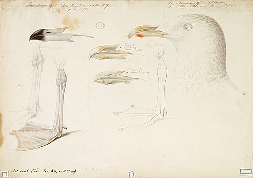 Glaucous Gull and Iceland Gull, sketch, , Magnus von Wright