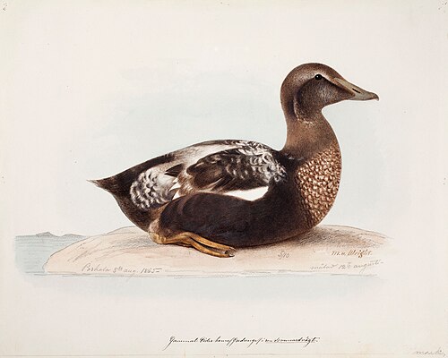 Common Eider, Old Male in Summer, 1865, Magnus von Wright