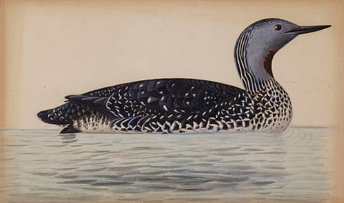 Red-Throated Diver, , Magnus von Wright