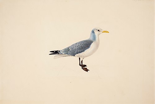 Kittiwake, 1837, Magnus von Wright