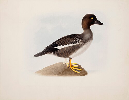 Common Goldeneye, 1836, Magnus von Wright