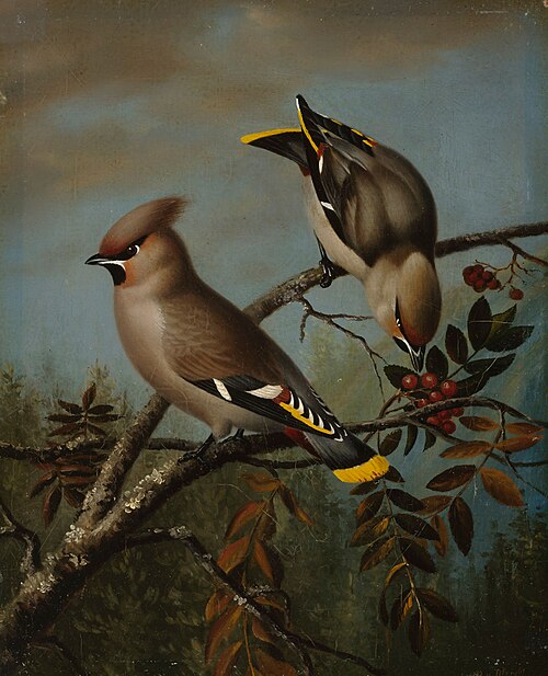Sidensvansar, 1839, Magnus von Wright