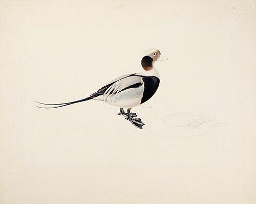 Long-tailed Duck, , Magnus von Wright