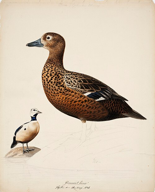 Steller's Eider ; unfinished, 1838, Magnus von Wright