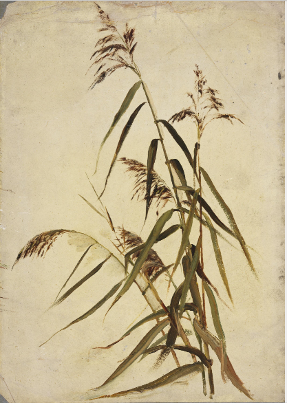 A Grass Plant, , Nathaniel Hone the Younger