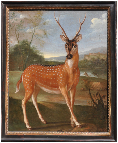 Cerf du Gange, 1664, Nicasius Bernaerts