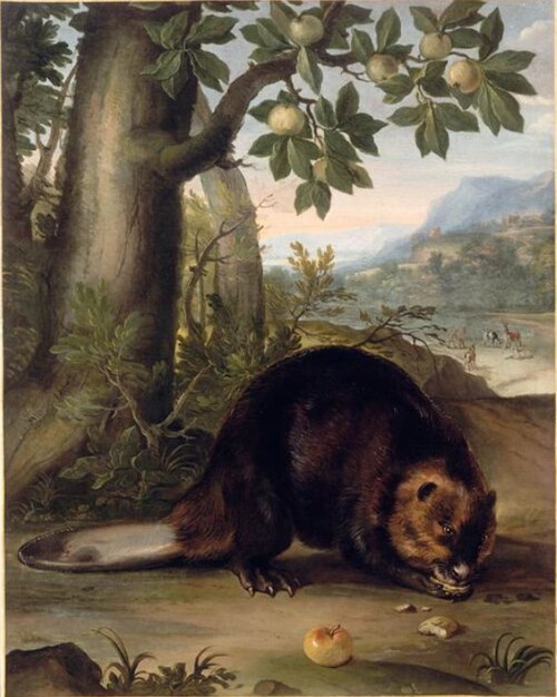 Castor, 1650, Nicasius Bernaerts