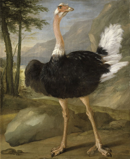 Autruche, 1650, Nicasius Bernaerts