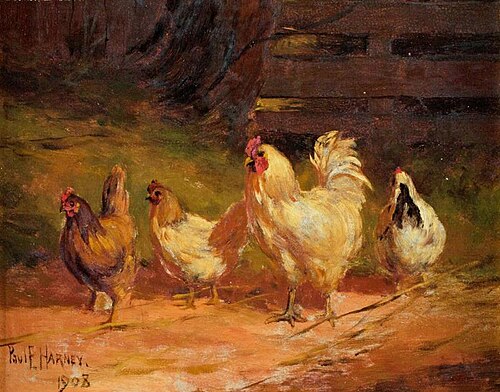 [Chickens], 1908, Paul E. Harney