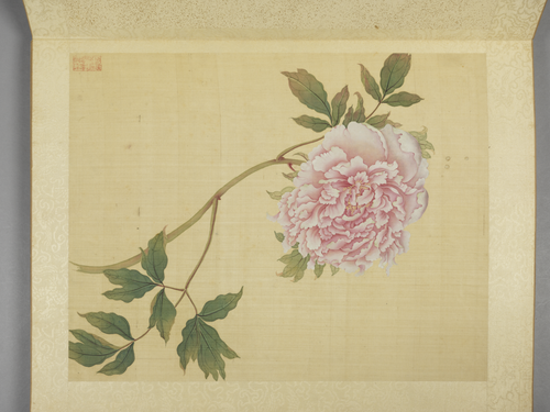 蒋廷锡牡丹十六种册, , Jiang Tingxi