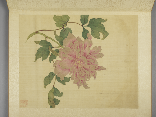 蒋廷锡牡丹十六种册, , Jiang Tingxi