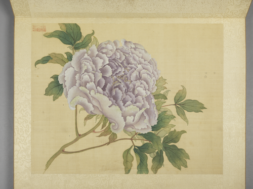 蒋廷锡牡丹十六种册, , Jiang Tingxi
