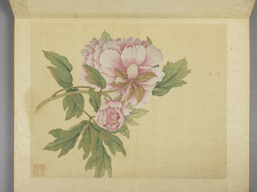 蒋廷锡牡丹十六种册, , Jiang Tingxi