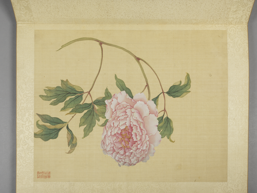 蒋廷锡牡丹十六种册, , Jiang Tingxi