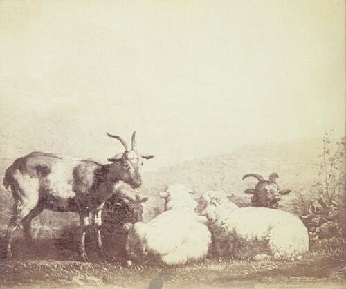 Moutons et chèvres, 1673, Karel Dujardin