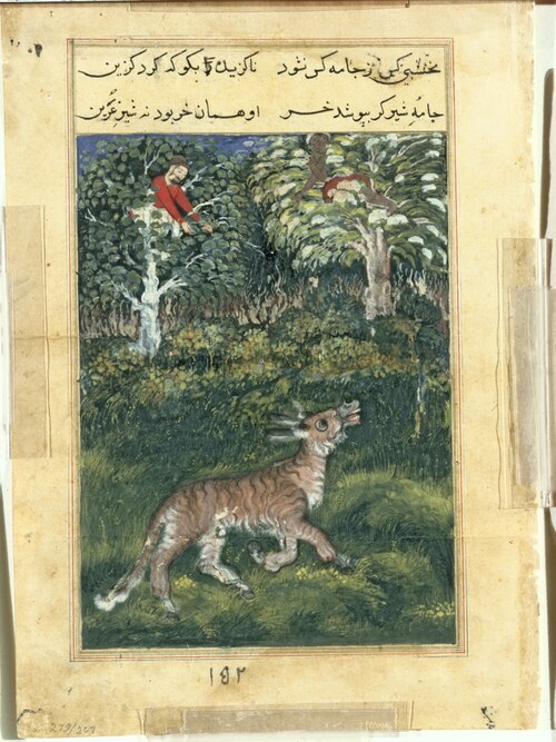The donkey, in a tiger’s skin, reveals his identity by braying aloud, from a Tuti-nama (Tales of a P, 1560, Basawan