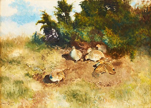 Grey partridges sunbathing, 1922, Bruno Liljefors