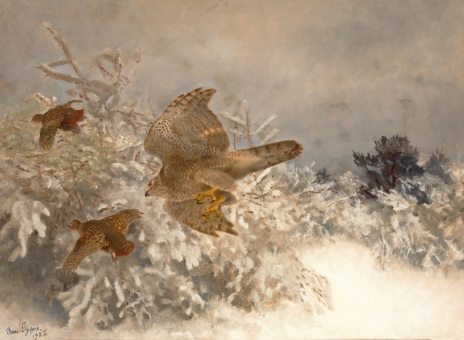 Goshawk in winterlandscape, 1925, Bruno Liljefors