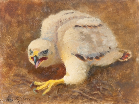 Goshawk eyas, 1926, Bruno Liljefors