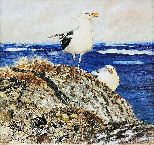 Great black-backed gulls, 1913, Bruno Liljefors