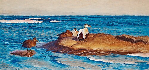 Common eiders on skerries, 1912, Bruno Liljefors