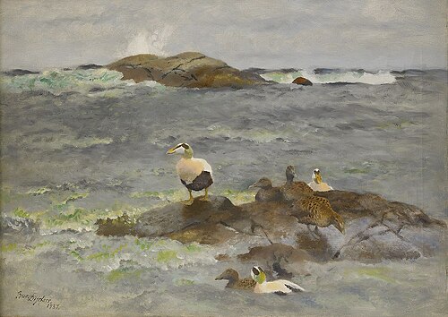Ejdrar på kobbe, 1937, Bruno Liljefors