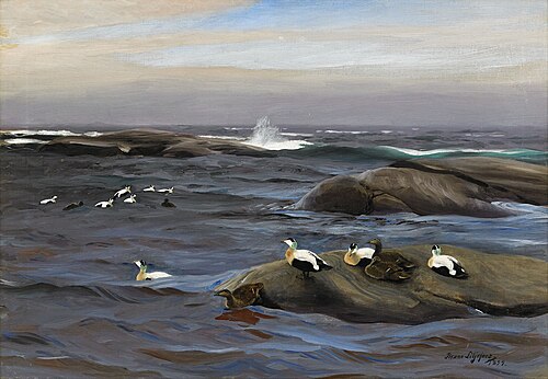 Common eiders on a rocky islet, 1899, Bruno Liljefors