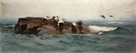 Eiders on the skerry, 1904, Bruno Liljefors