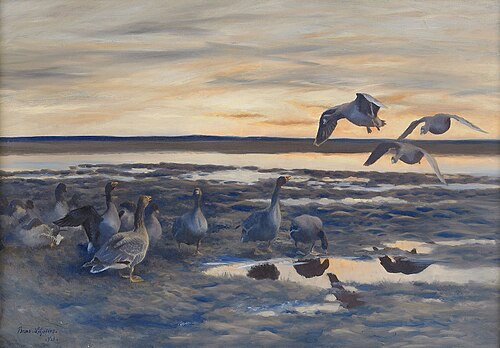 Bean geese shedding, 1921, Bruno Liljefors