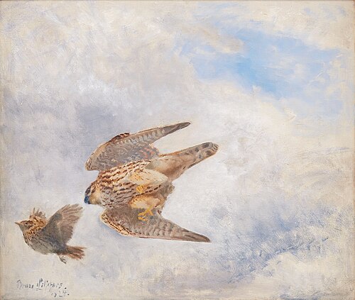 Bird of prey hunting, 1924, Bruno Liljefors