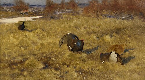 Black Grouse displaying, 1900, Bruno Liljefors
