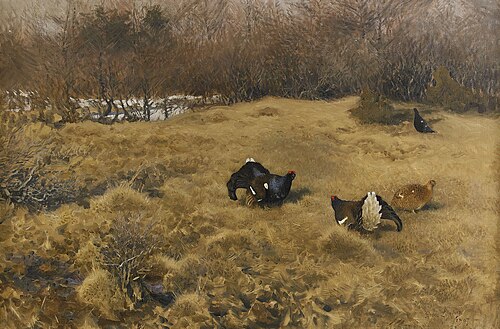 Black Grouse displaying, 1907, Bruno Liljefors