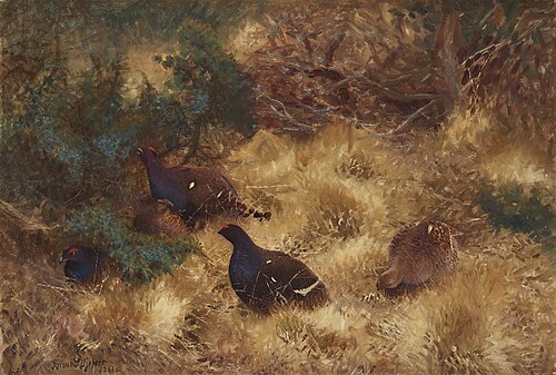 Black Grouse in Autumn, 1911, Bruno Liljefors