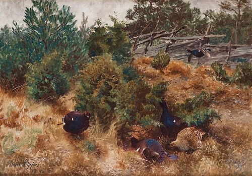 Black grouse in autumn landscape, 1914, Bruno Liljefors
