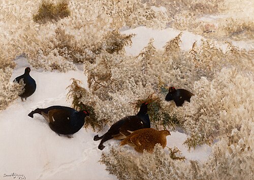Black Grouse in the snow, 1909, Bruno Liljefors