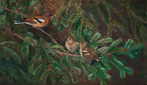Male common chaffinch feeding chicks, 1895, Bruno Liljefors