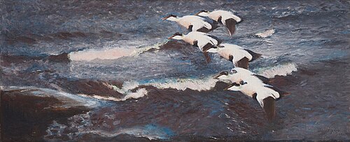 Eiders in the surf, 1900, Bruno Liljefors