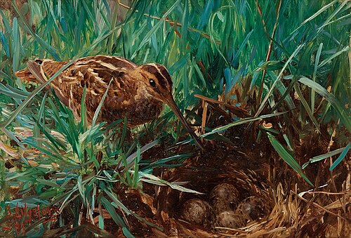 Common snipe at it's nest, 1891, Bruno Liljefors
