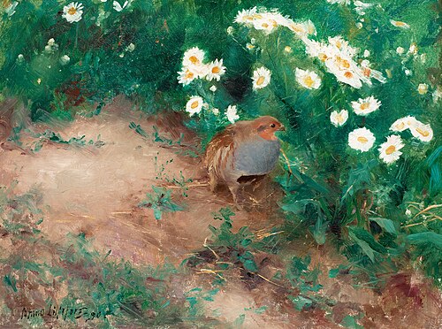Grey Partridge with ox-eye daisies, 1890, Bruno Liljefors