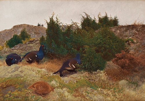 Black grouse in autumn, 1909, Bruno Liljefors