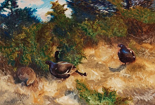 Black Grouse lekking, 1916, Bruno Liljefors