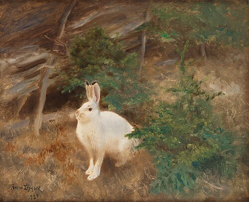 Mountain hare, 1920, Bruno Liljefors