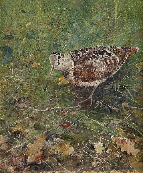 Eurasian woodcock, 1891, Bruno Liljefors