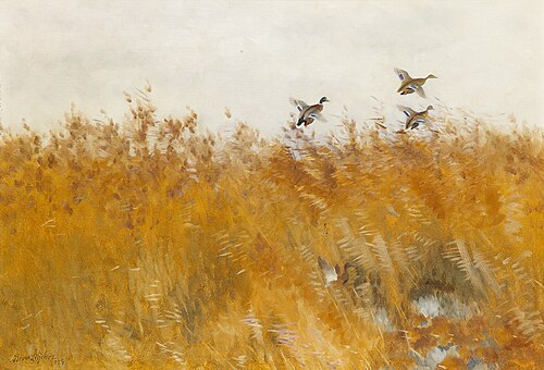 Mallards taking off, 1923, Bruno Liljefors