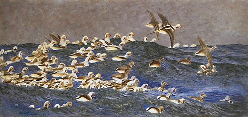 Long-tailed Ducks in the outer archipelago, 1911, Bruno Liljefors